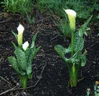 Image of spotted calla lily