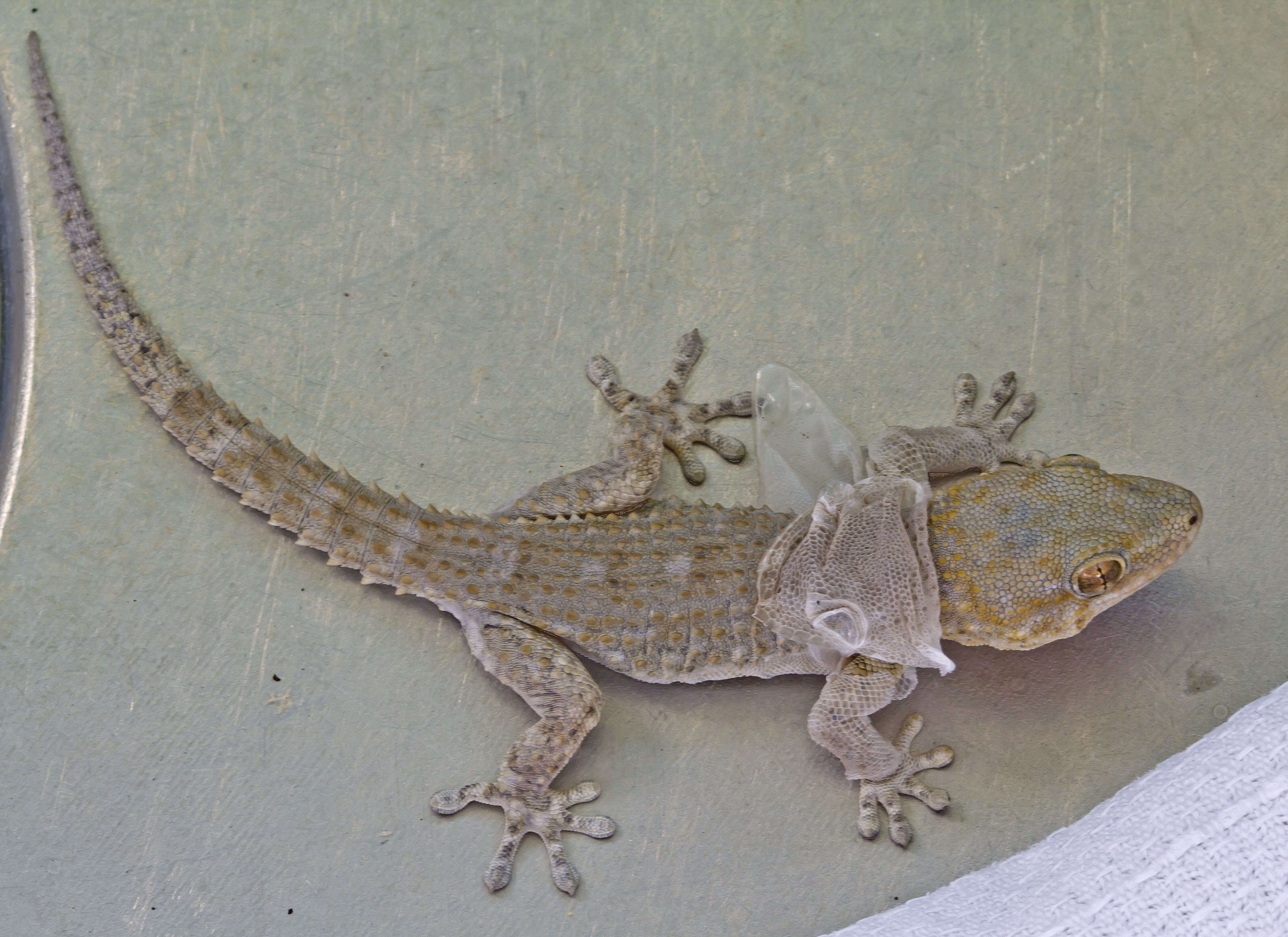 Image of American Wall Gecko