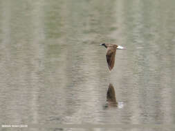 Image of Green Sandpiper