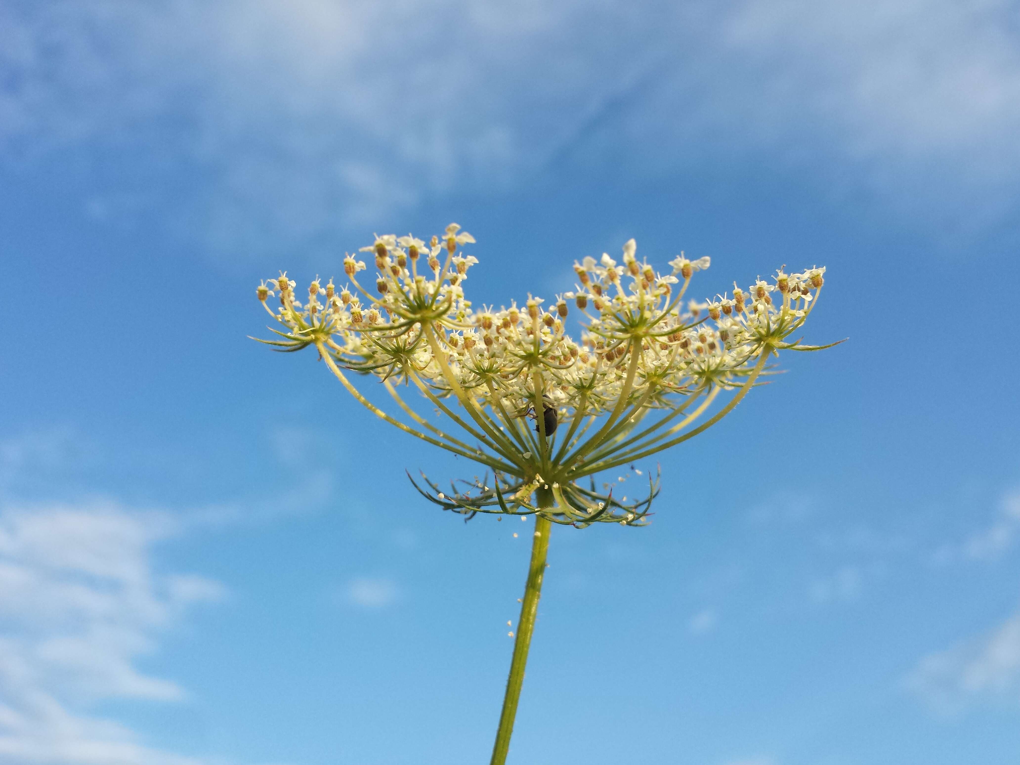 Image of Queen Anne's lace