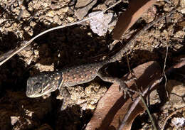 Image of Yarrow's Spiny Lizard