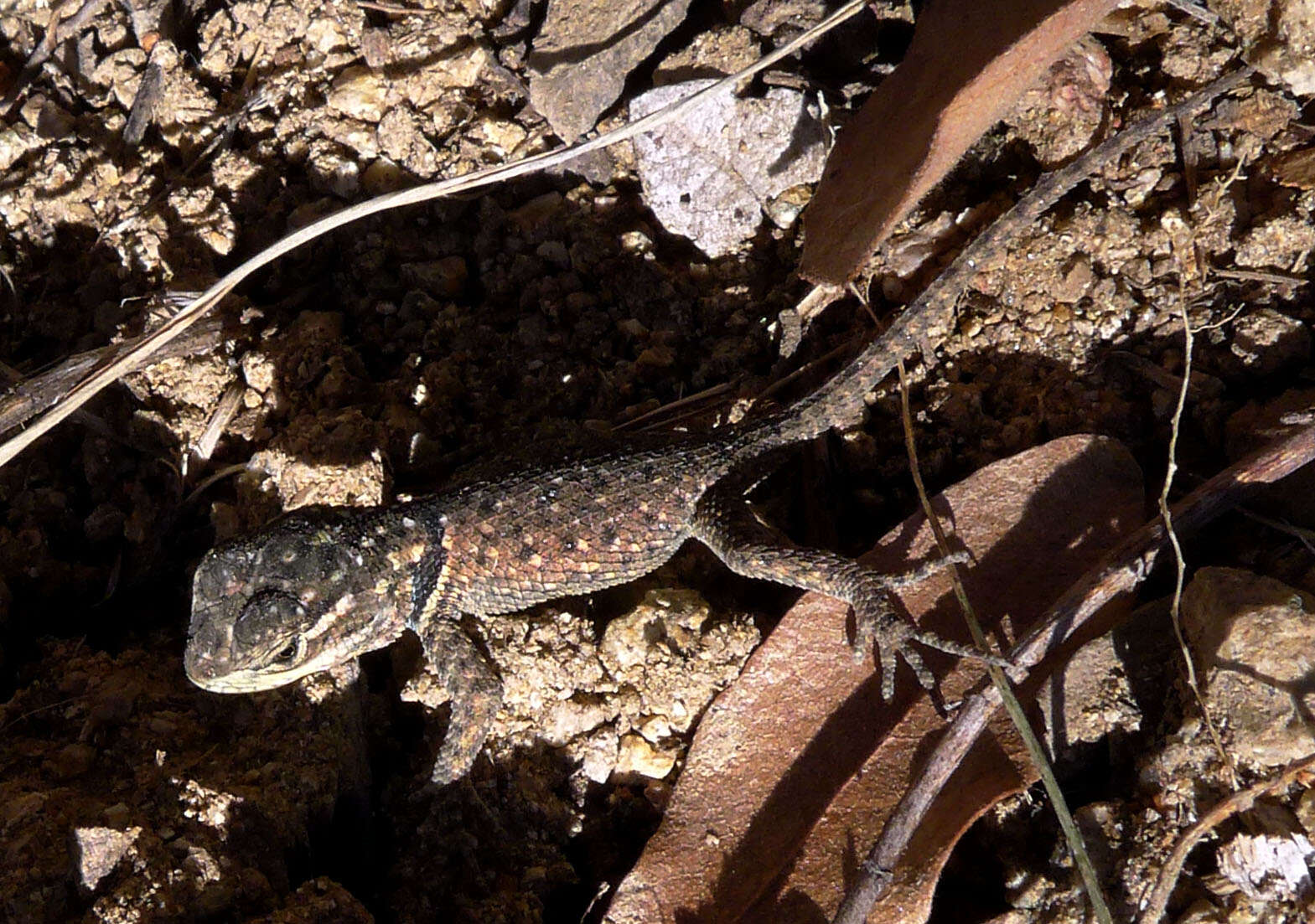 Image of Yarrow's Spiny Lizard