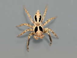 Image of Jumping spider