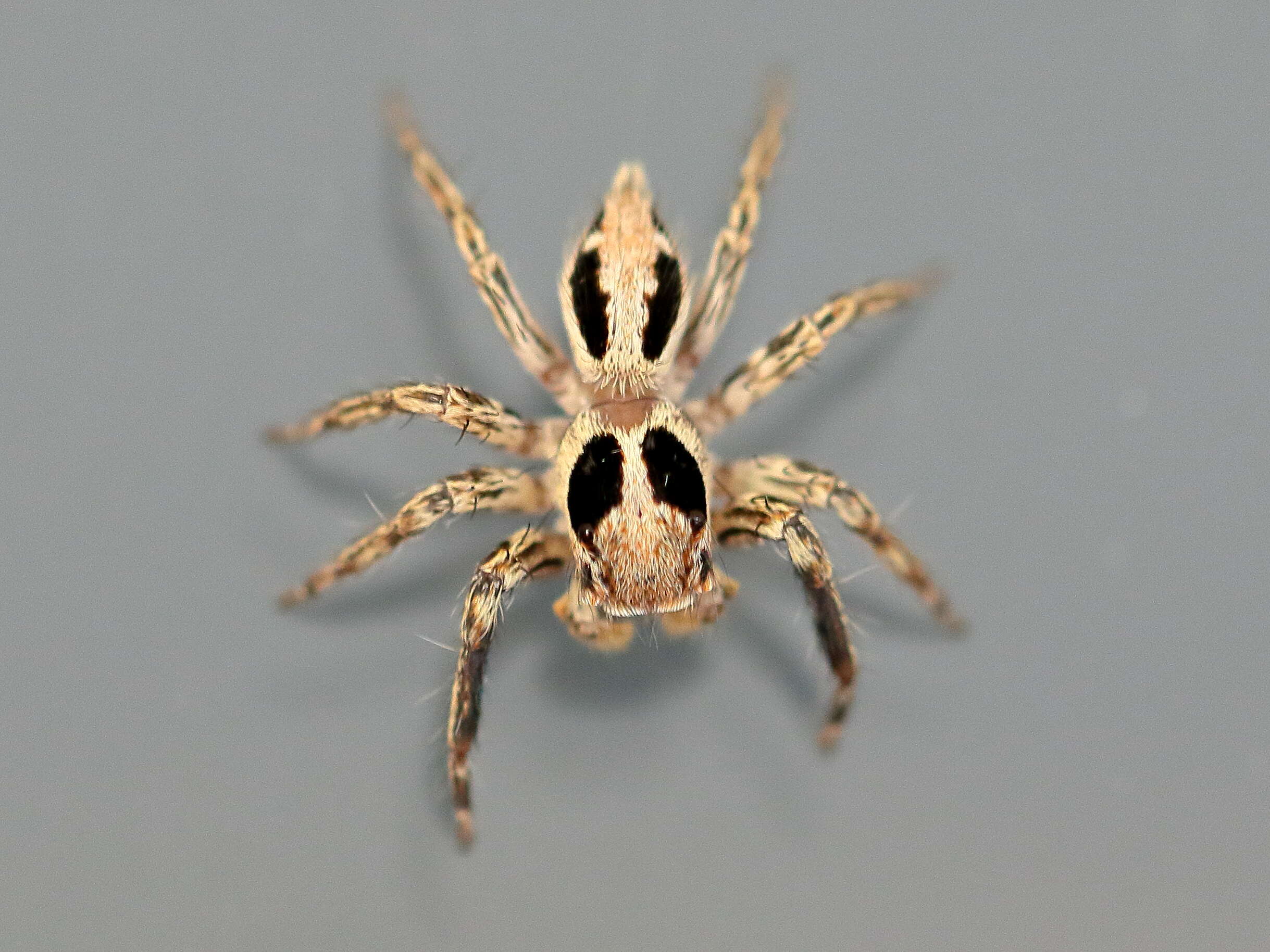 Image of Jumping spider