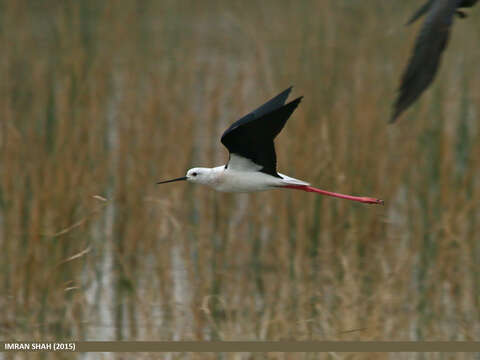 Image of Black-winged Stilt