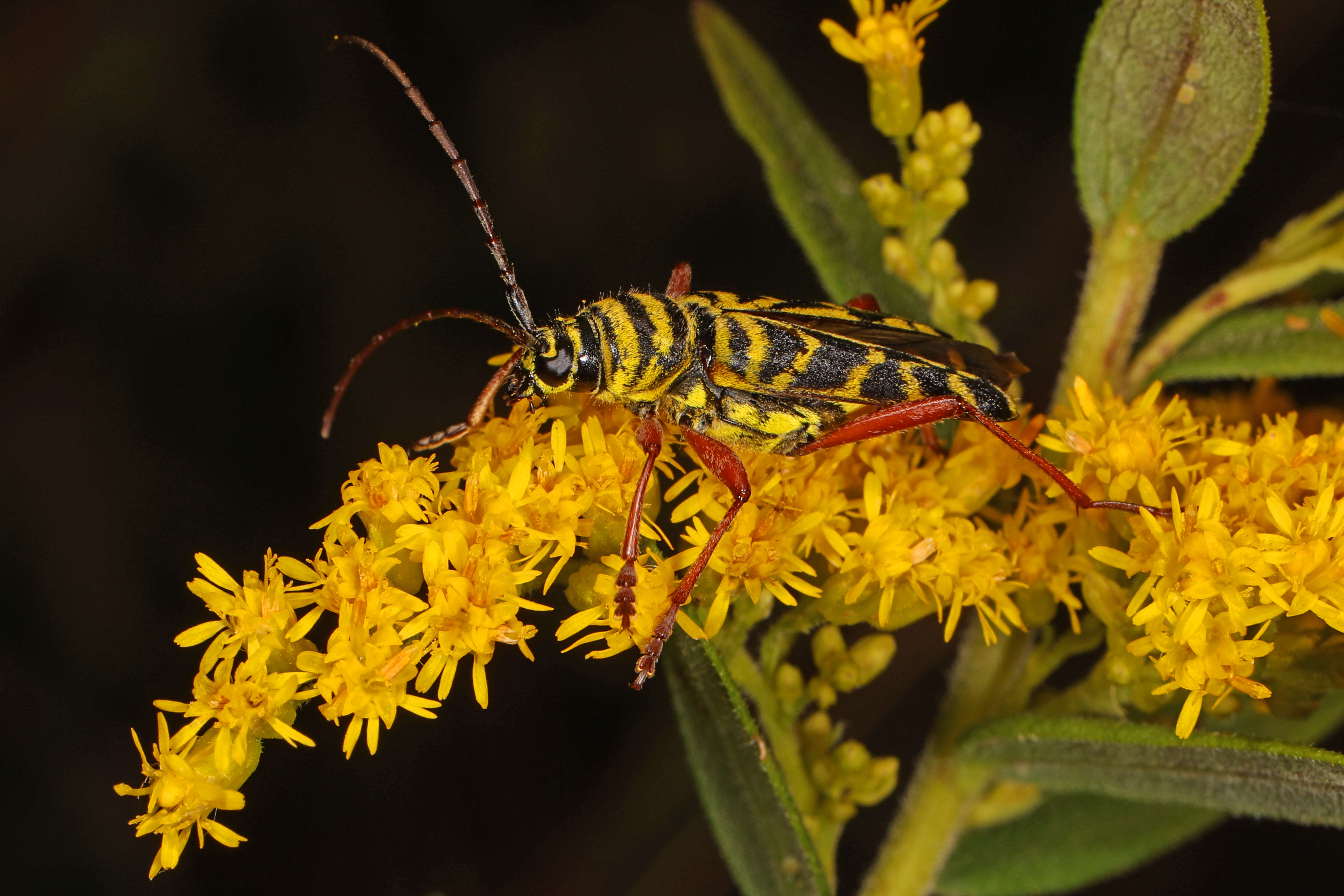 Image of Locust Borer