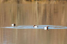 Image of Canvasback