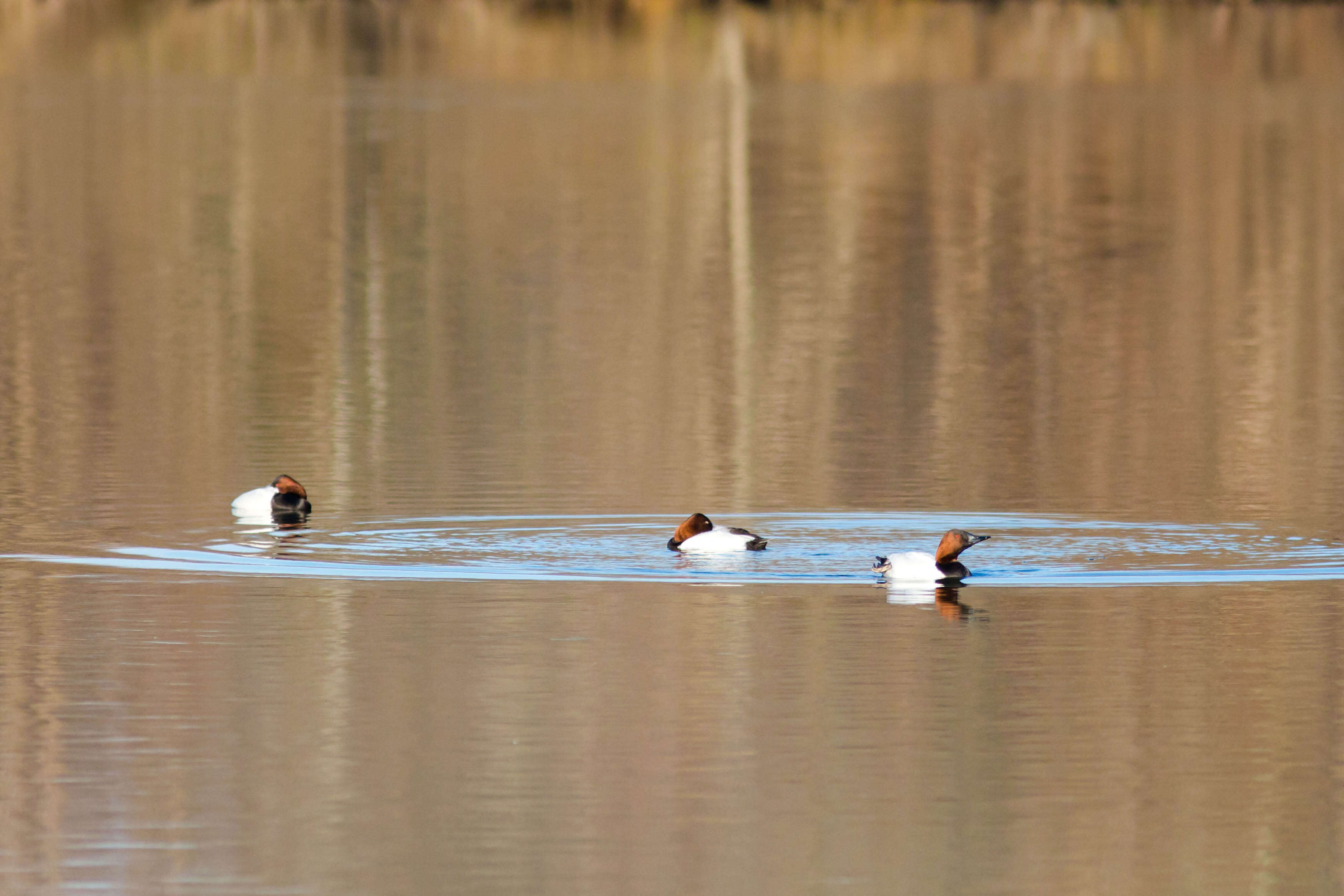 Image of Canvasback