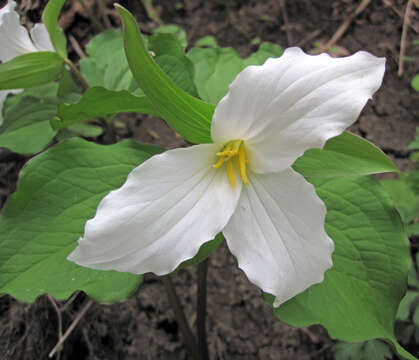 Image of White trillium