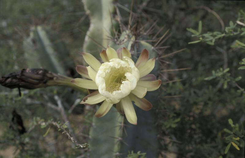 Image of Lady of the Night Cactus