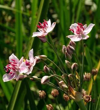 Image of flowering rush family