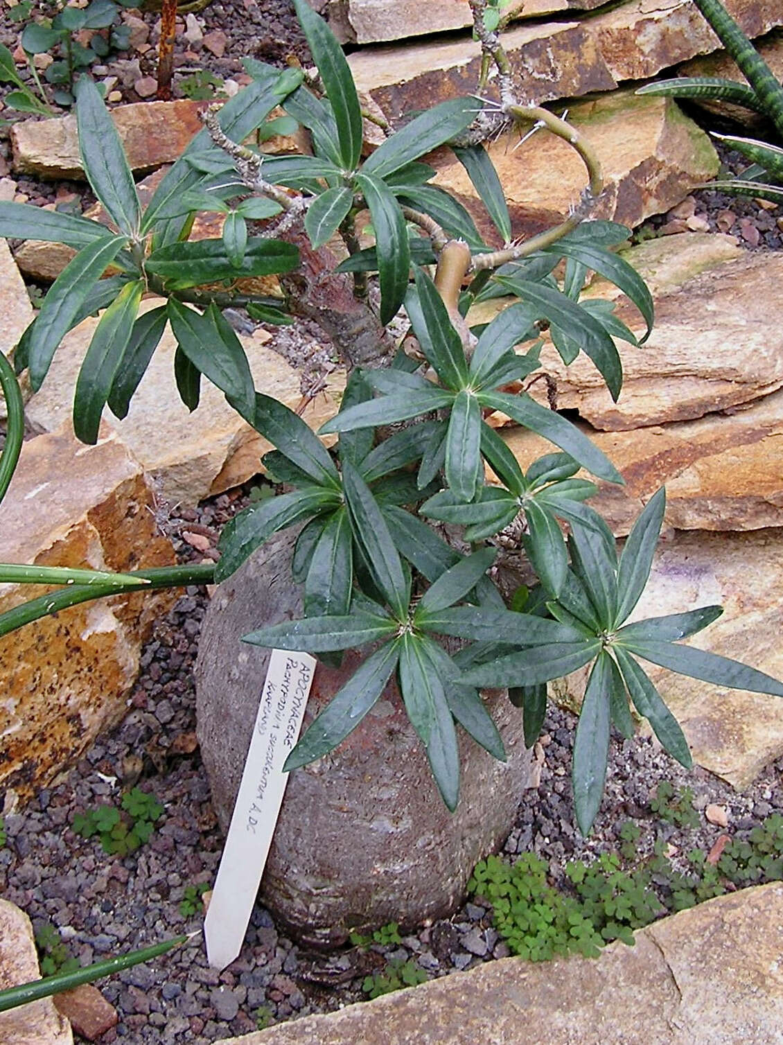 Image of Pachypodium succulentum (L. fil.) Sweet