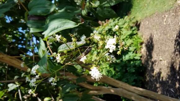 Image of Heptacodium