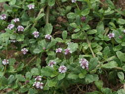 Plancia ëd Phyla nodiflora (L.) Greene