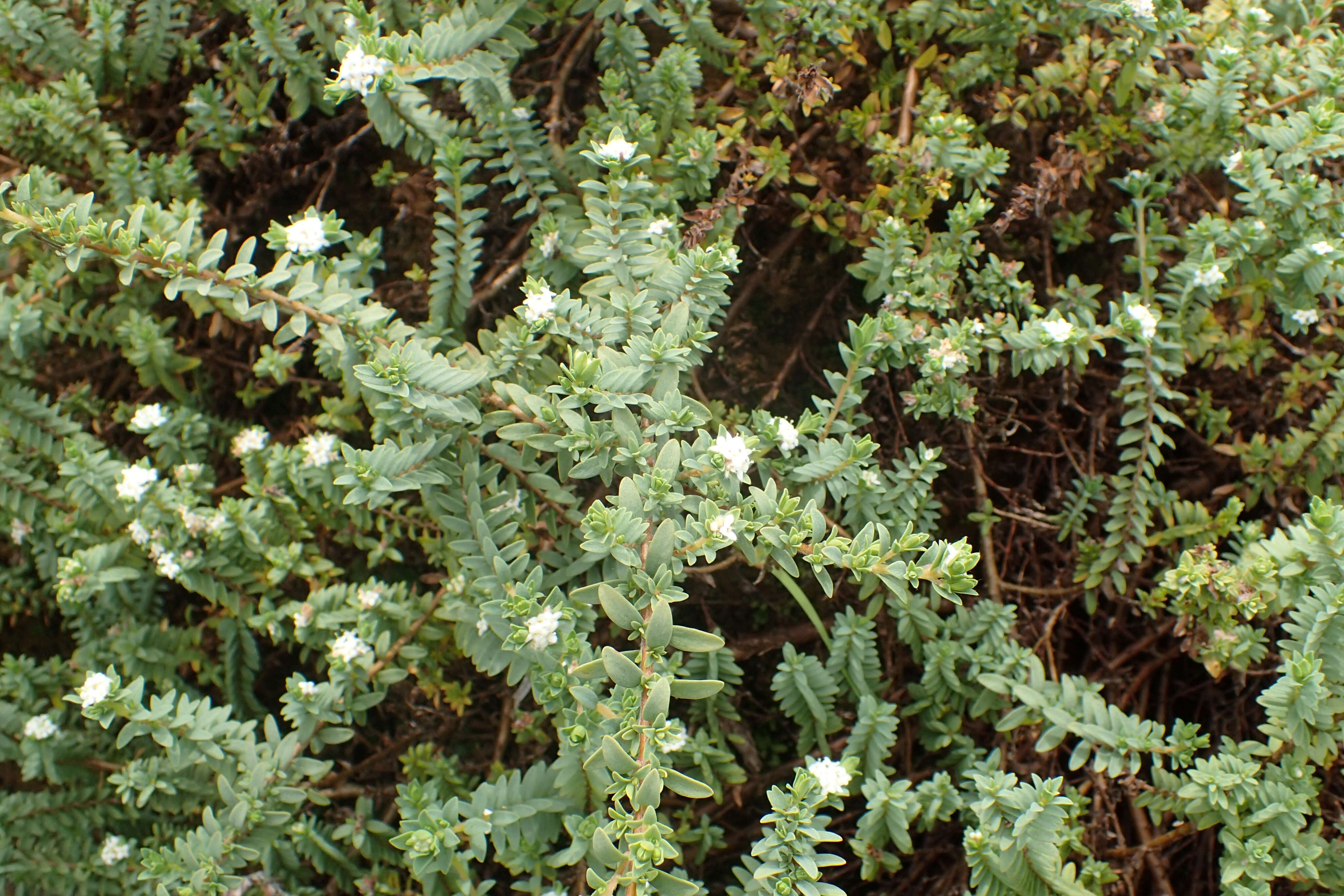 Image of Pimelea prostrata (J. R. & G. Forst.) Willd.