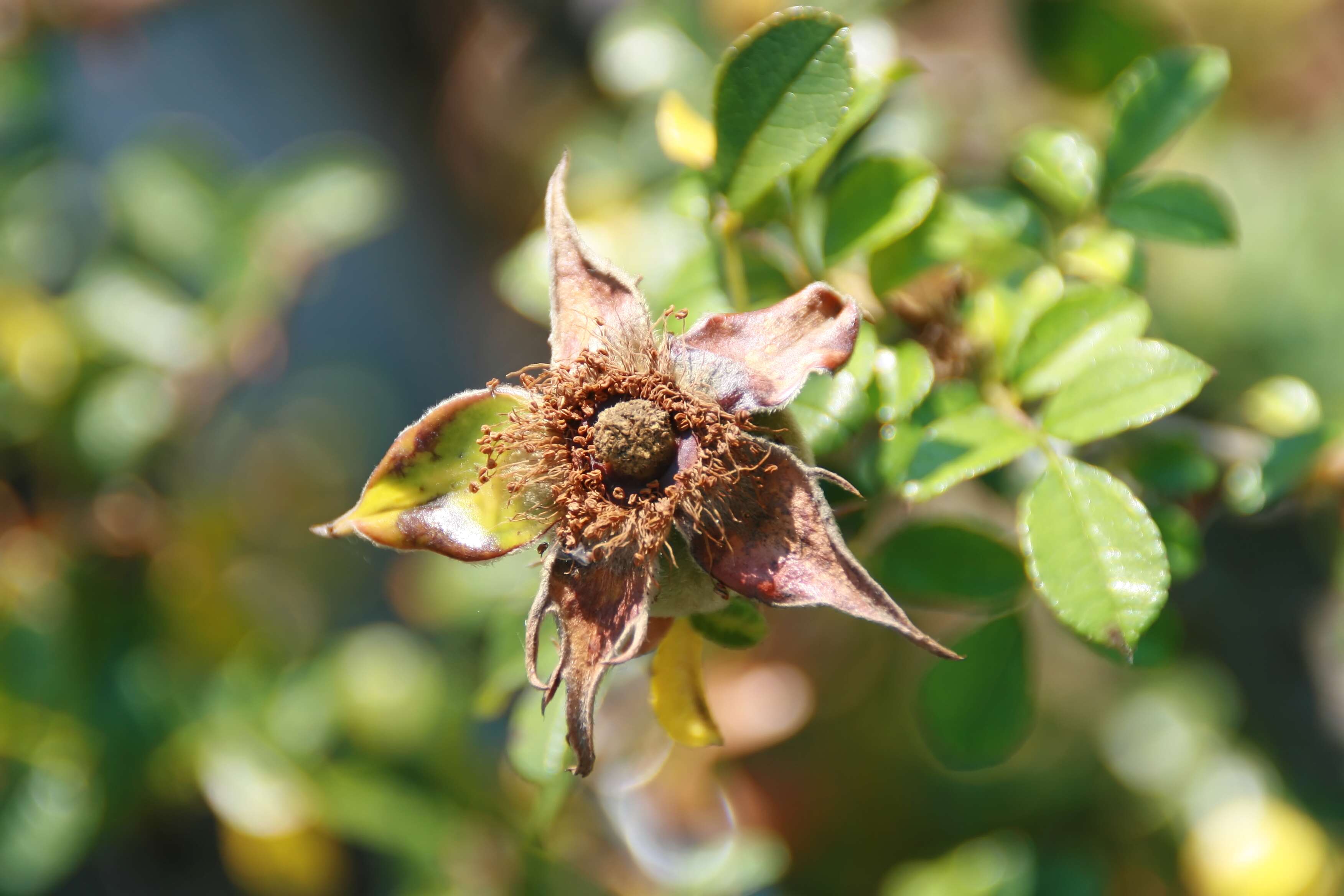 Imagem de Rosa bracteata J. C. Wendl.