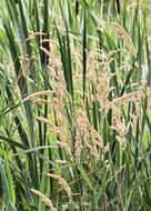 Image of broadleaf cattail