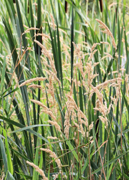 Image of broadleaf cattail