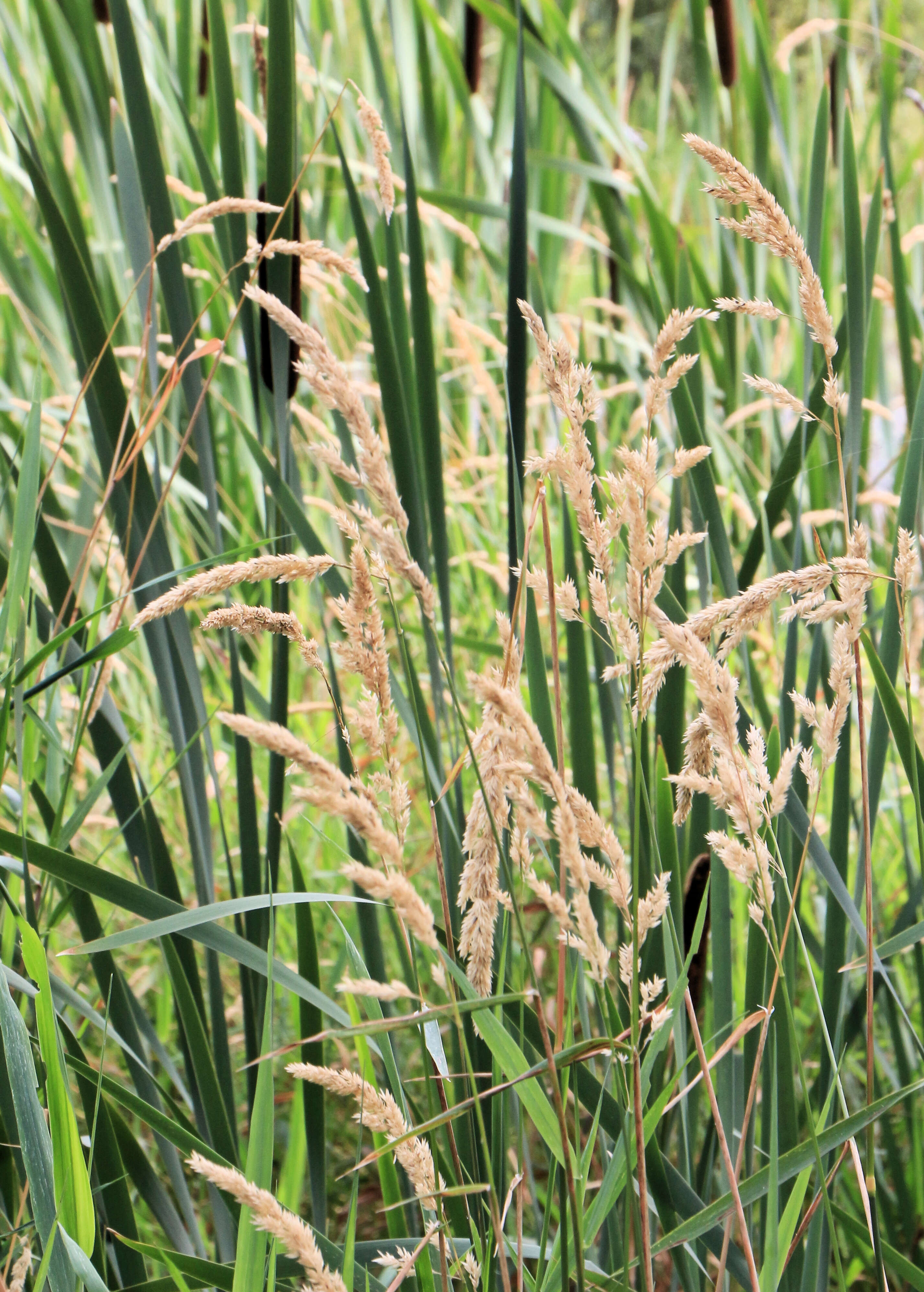 Image of broadleaf cattail