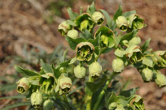 Image of Stinking Hellebore