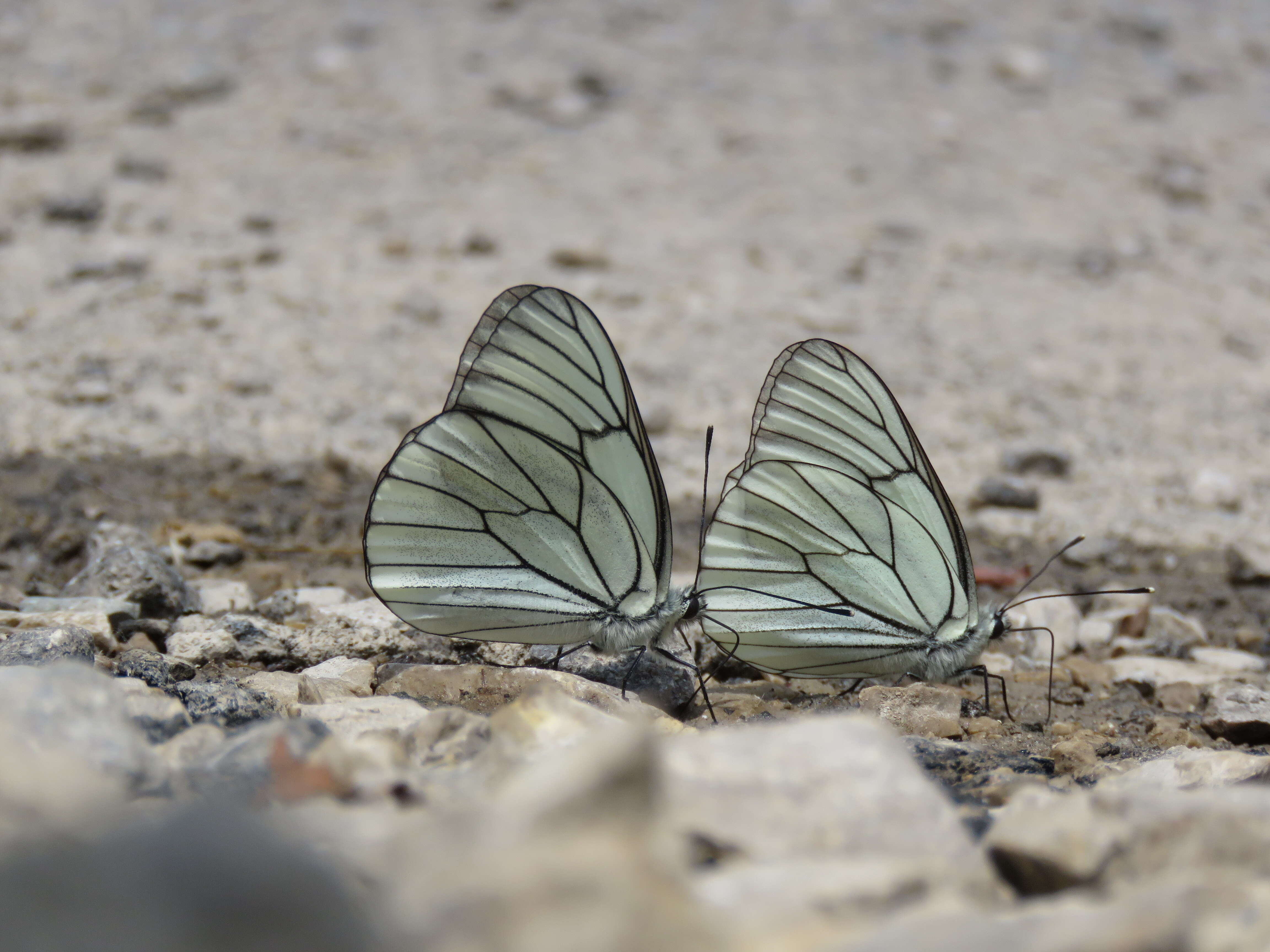 Image of Black-veined White