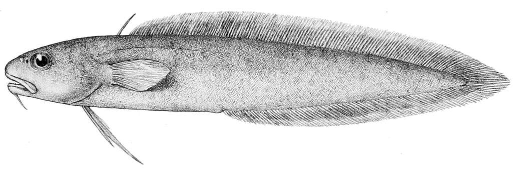 Image de Muraenolepididae