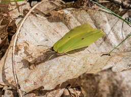 Imagem de Gonepteryx rhamni (Linnaeus 1758)