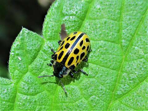 Image of Chrysomela vigintipunctata