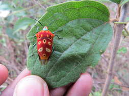 Image of Cantao ocellatus