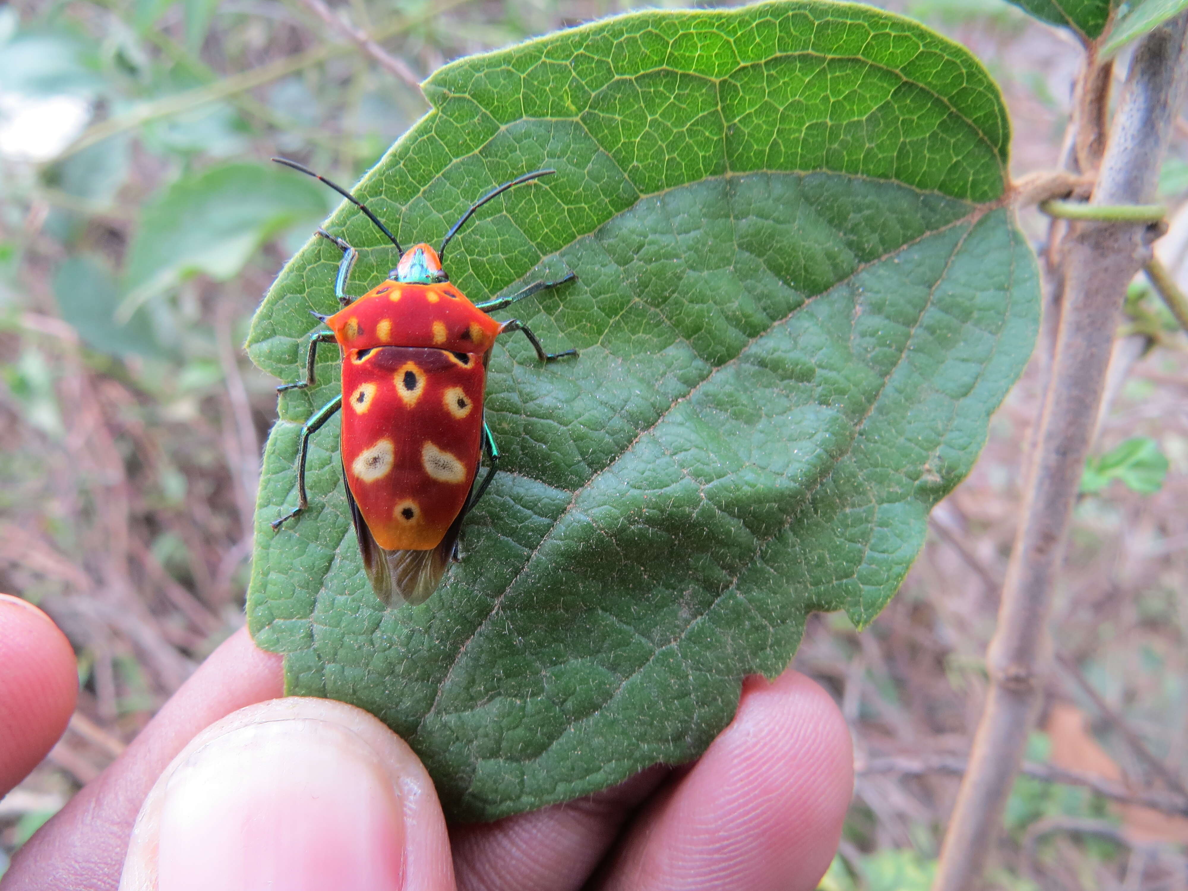 Image of Cantao ocellatus