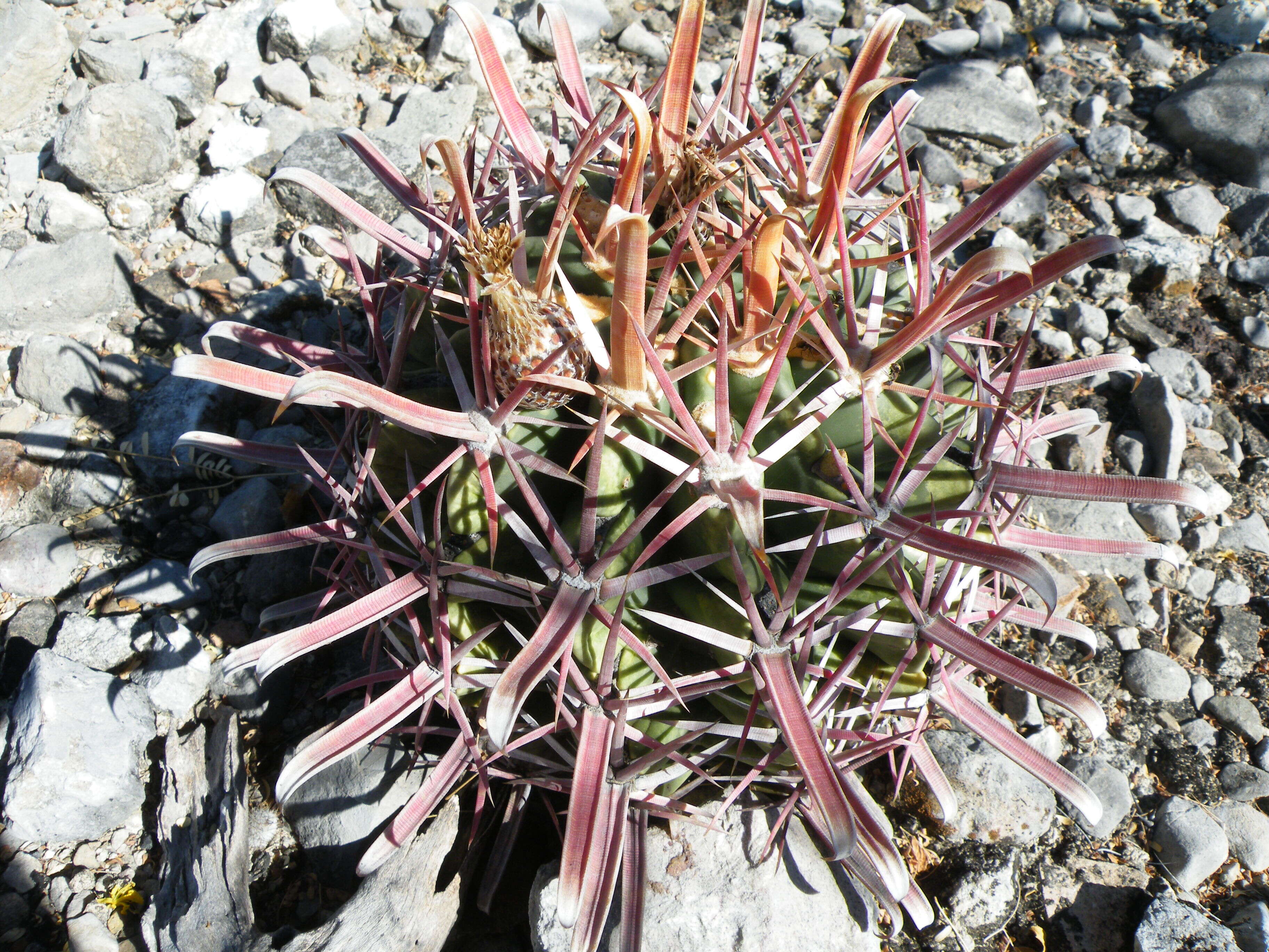 Image of Ferocactus latispinus (Haw.) Britton & Rose