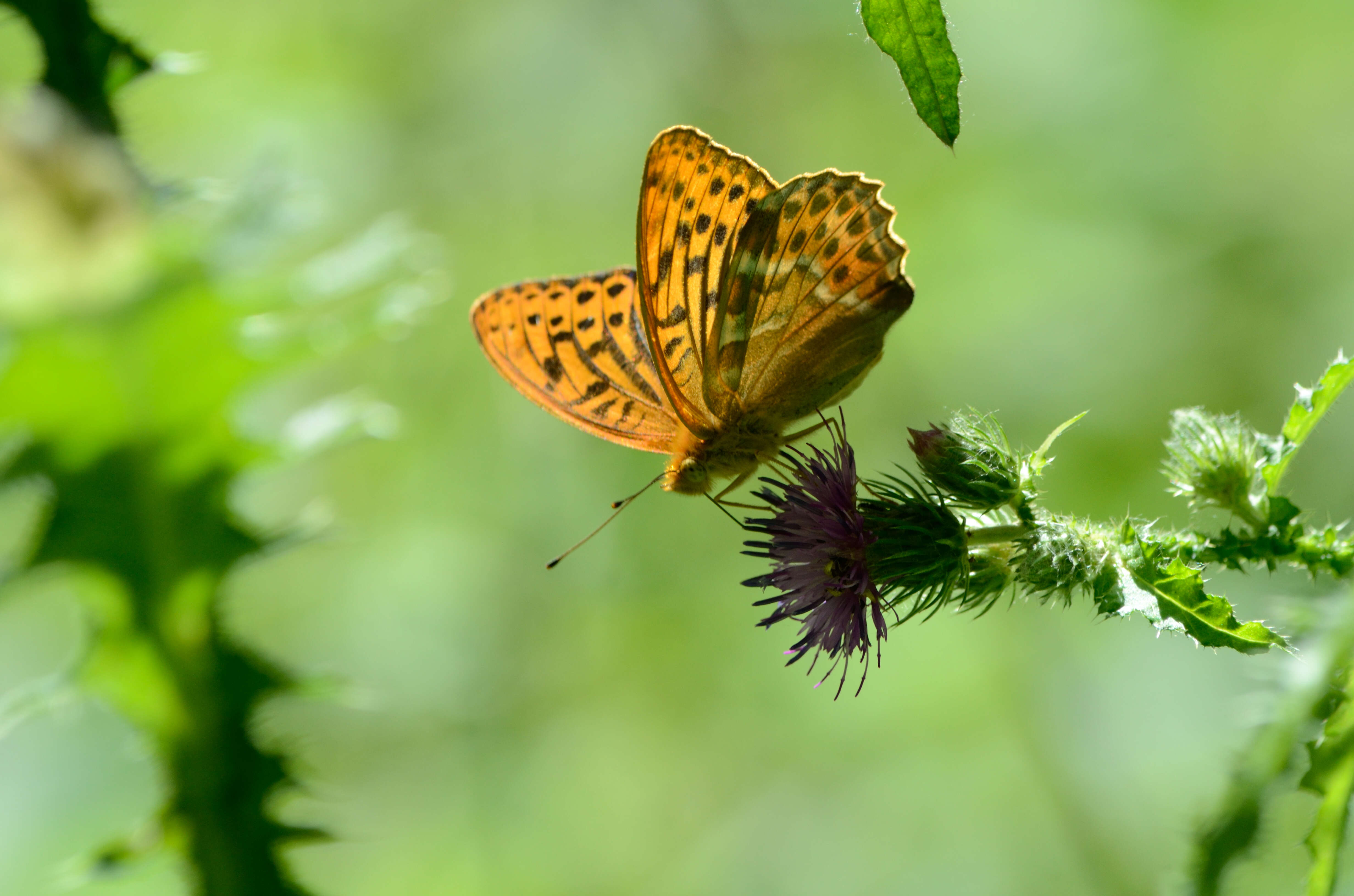 Imagem de Argynnis paphia Linnaeus 1758