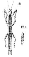 Image of Orestes mouhotii (Bates 1865)