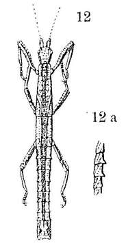 Image of Orestes mouhotii (Bates 1865)