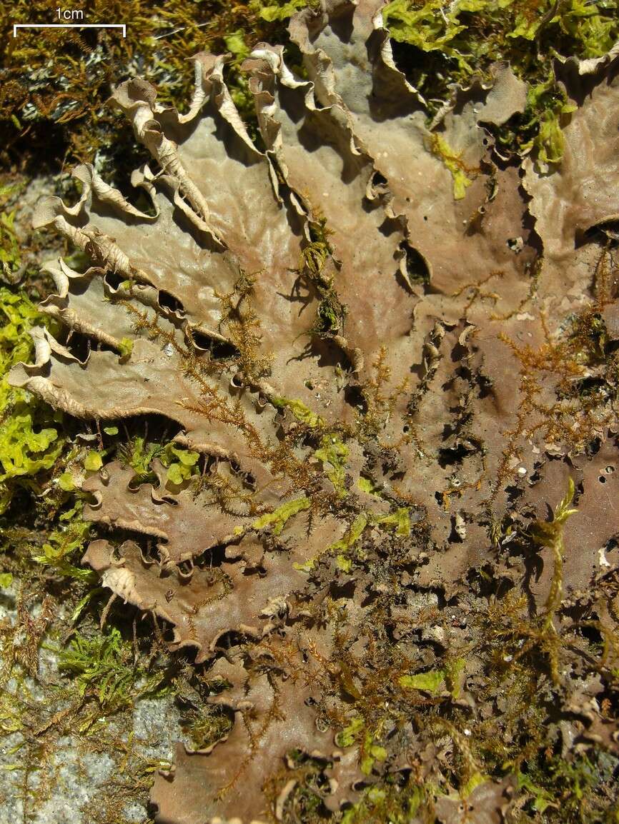 Image of felt lichen