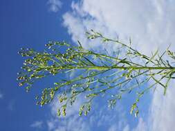 Image of Canadian Horseweed