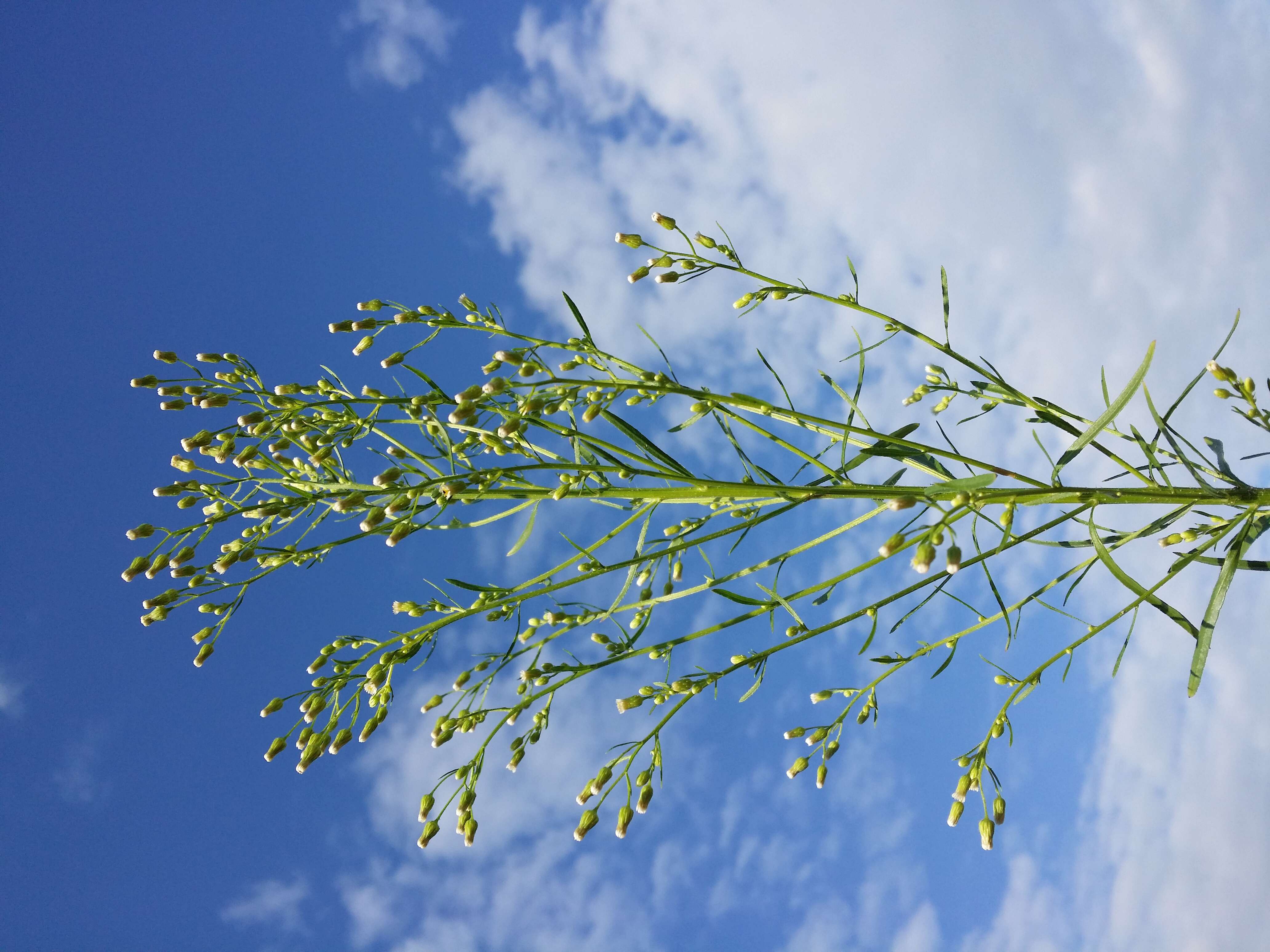 Image of Canadian Horseweed