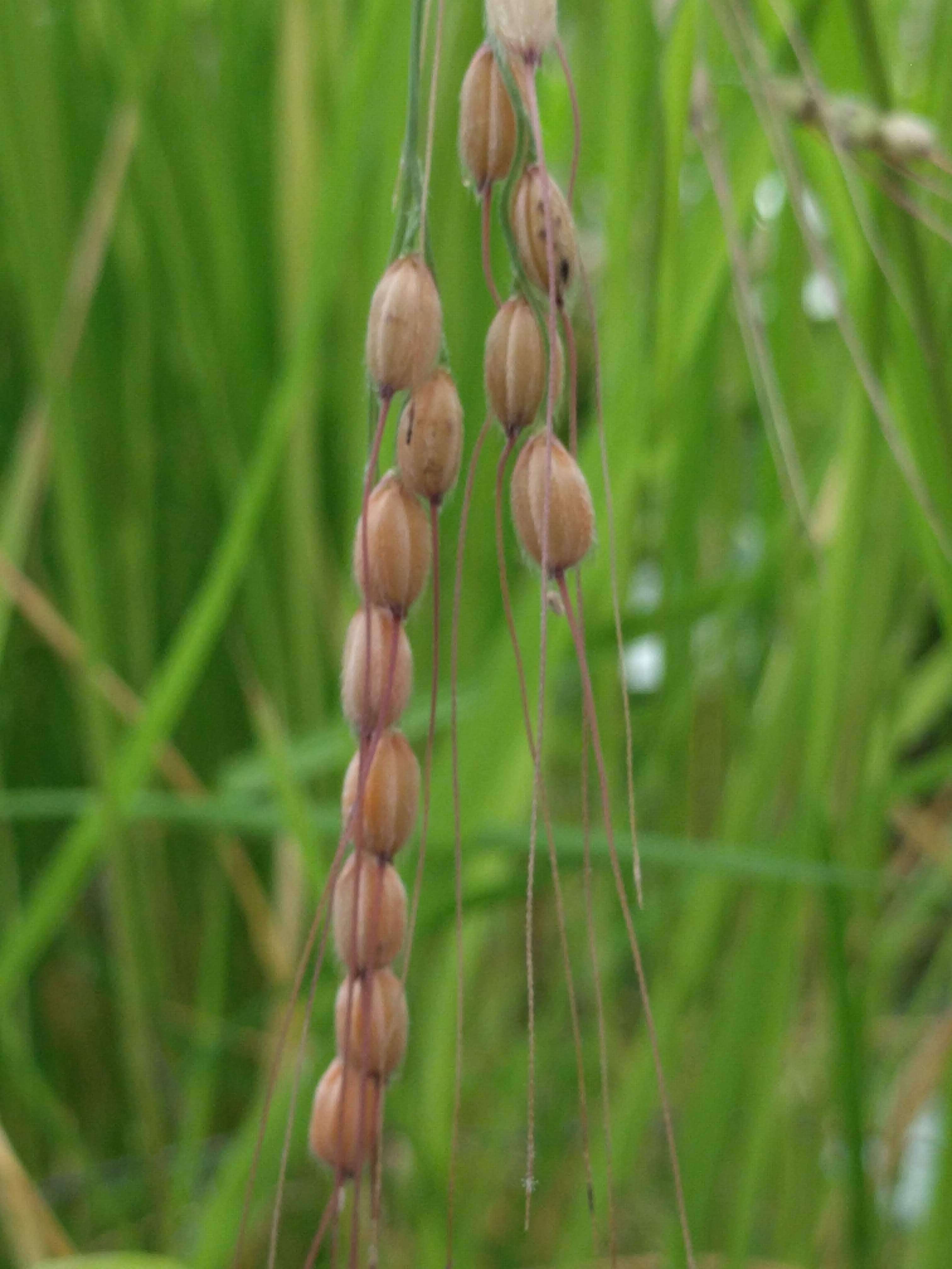 Imagem de Oryza sativa L.