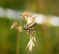 Слика од Leptopterna dolabrata (Linnaeus 1758)