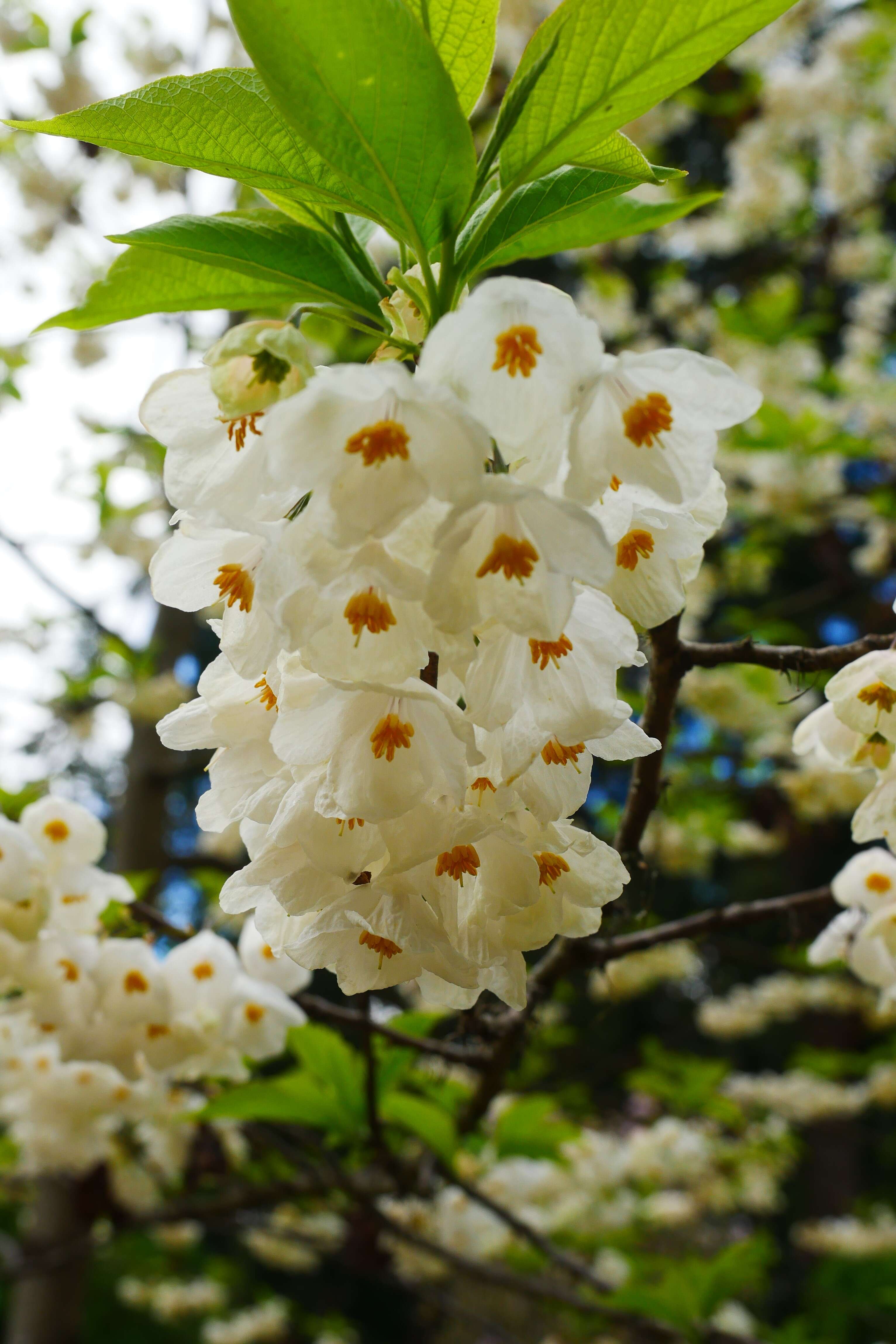 Image de Halesia carolina L.