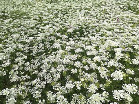 Orlaya grandiflora (L.) Hoffm. resmi