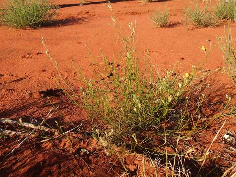 Image of Goodenia triodiophila R. C. Carolin