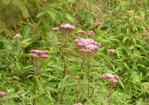 Image of hemp agrimony