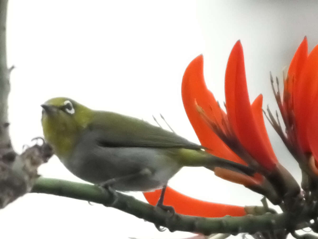 Image of Swinhoe's White-eye