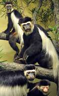 Image of Mantled Colobus