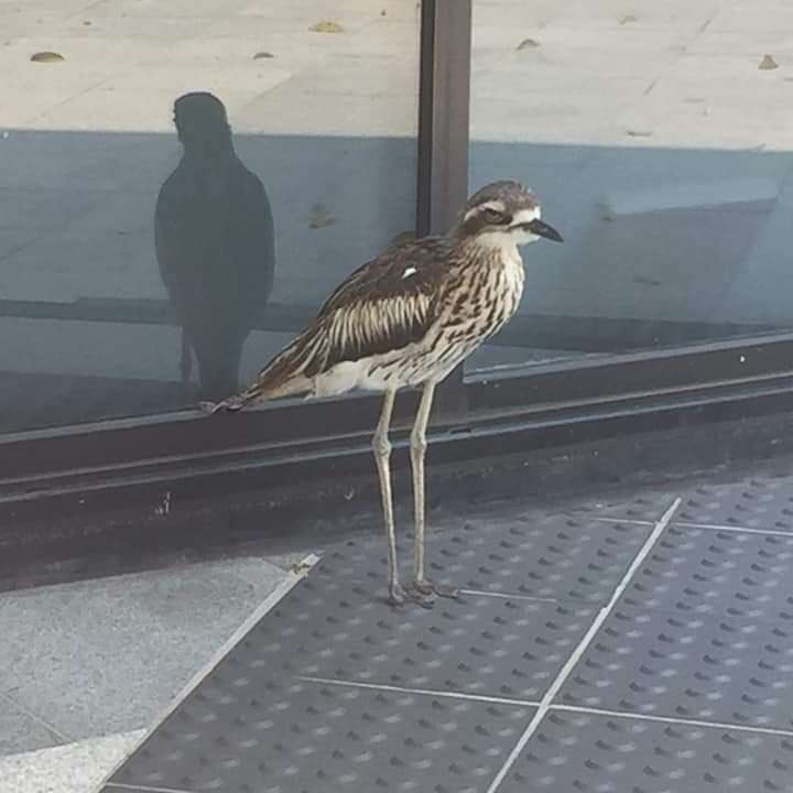 Image of Bush Stone-curlew