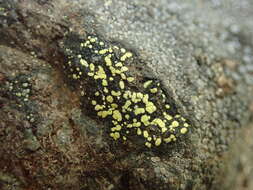 Image of Yellow map lichen;   World map lichen