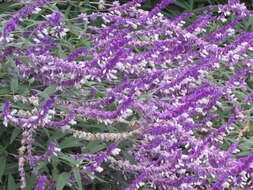 Imagem de Salvia leucantha Cav.