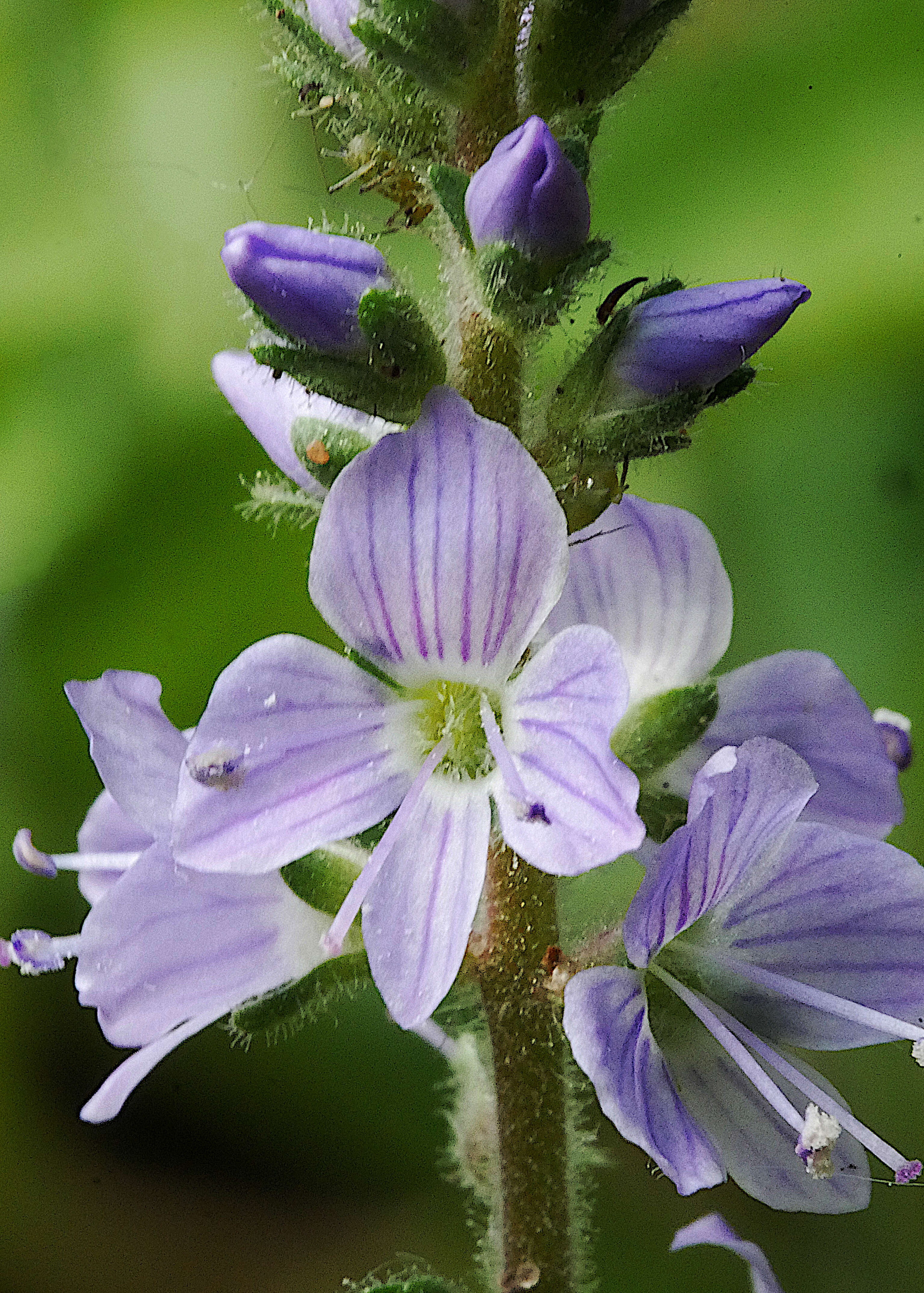 Image of Health Speedwell