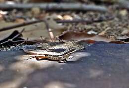 صورة Leiocephalus cubensis (Gray 1840)